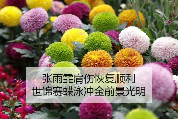 zhang-yu-fei-jian-shang-hui-fu-shun-li-shi-jin-sai-die-yong-chong-jin-qian-jing-guang-ming-2-546.jpg